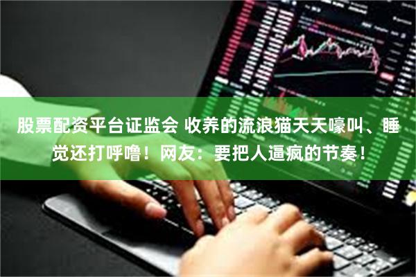 股票配资平台证监会 收养的流浪猫天天嚎叫、睡觉还打呼噜！网友：要把人逼疯的节奏！