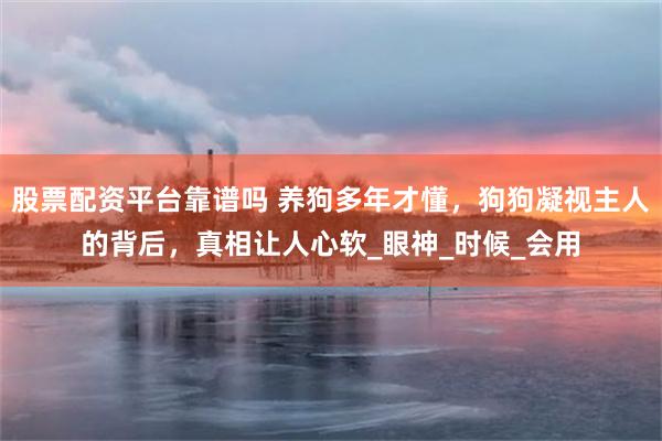 股票配资平台靠谱吗 养狗多年才懂，狗狗凝视主人的背后，真相让人心软_眼神_时候_会用