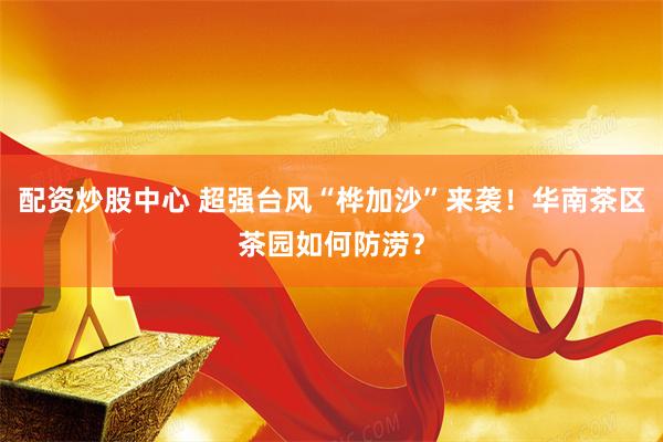 配资炒股中心 超强台风“桦加沙”来袭!华南茶区茶园如何防涝?